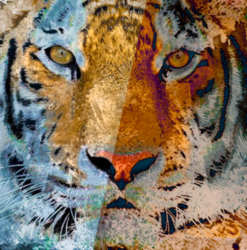 interrupteur DÉCORÉ tigre