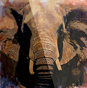 interrupteur DÉCORÉ elephant