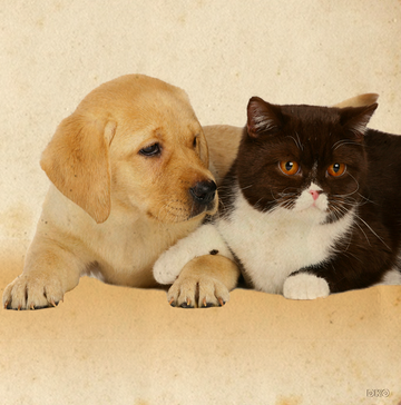 interrupteur DÉCORÉ chaton et chiot