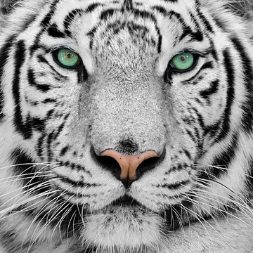 interrupteur DECORE tigre blanc