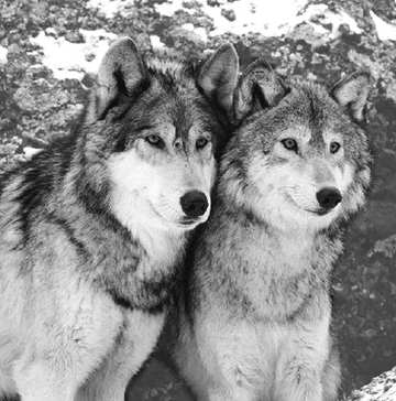 interrupteur DÉCORÉ loups