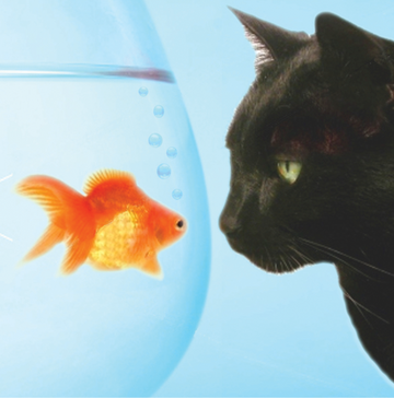 Interrupteur DÉCORÉ chat et poisson