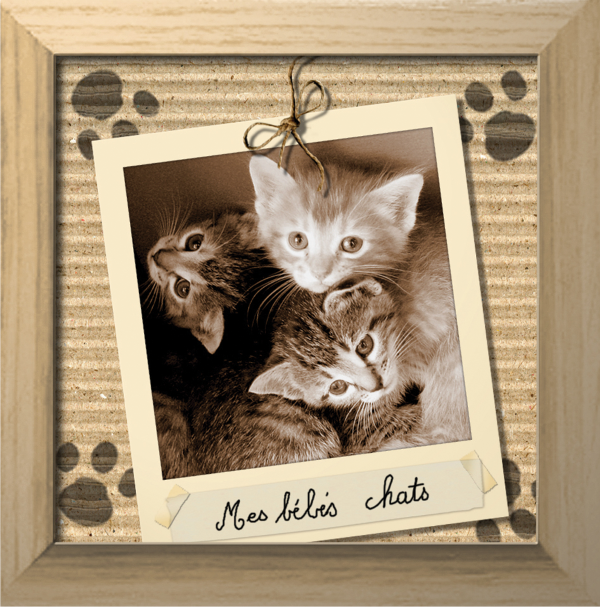 Interrupteur DÉCORÉ 3 chatons