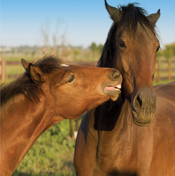 Interrupteur DÉCORÉ chevaux