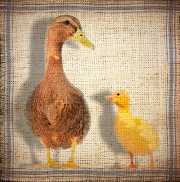 interrupteur DECORE canard