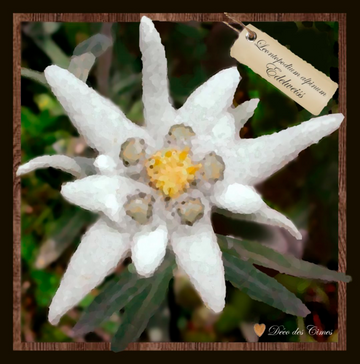 INTERRUPTEUR DECORE  edelweiss 3