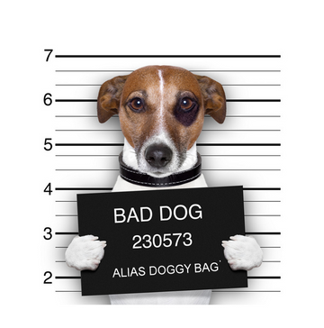 interrupteur DECORE bad dog