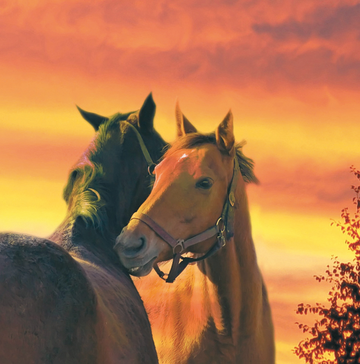 Interrupteur DÉCORÉ chevaux 2