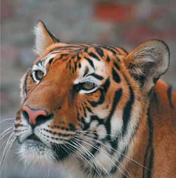 Interrupteur DÉCORÉ tigre 2