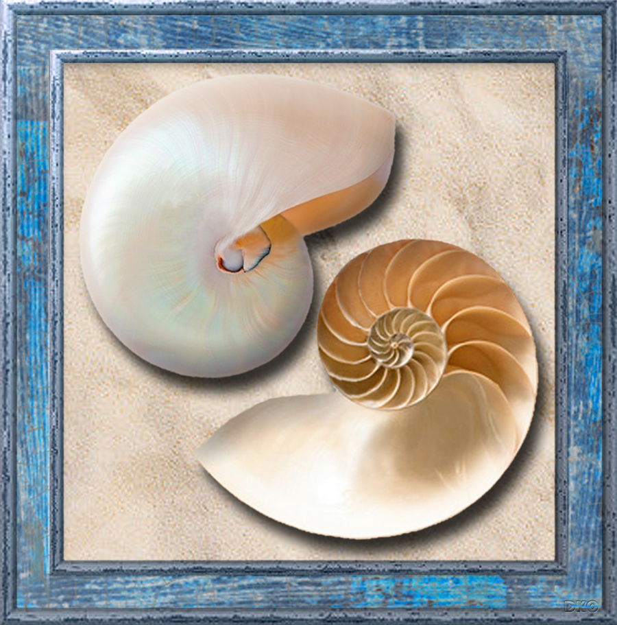 interrupteur DÉCORÉ coquillage 2