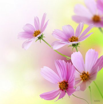 Interrupteur DÉCORÉ fleurs mauves