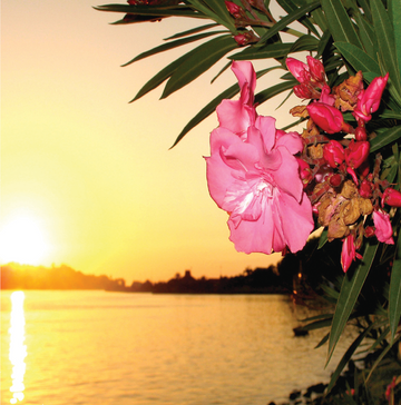 Interrupteur DÉCORÉ fleurs et coucher de soleil - Interrupteur décoré