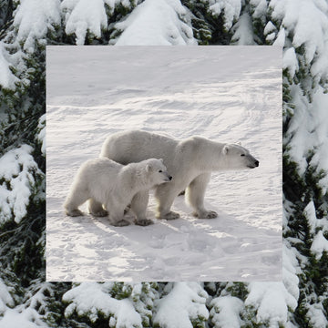 INTERRUPTEUR DÉCORÉ famille ours