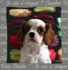 INTERRUPTEUR DECORE king charles