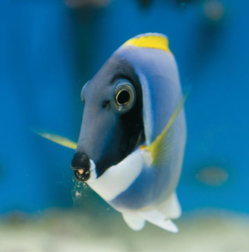 Interrupteur DÉCORÉ poisson tropic