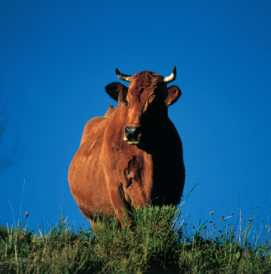 Interrupteur DÉCORÉ vache qui pose